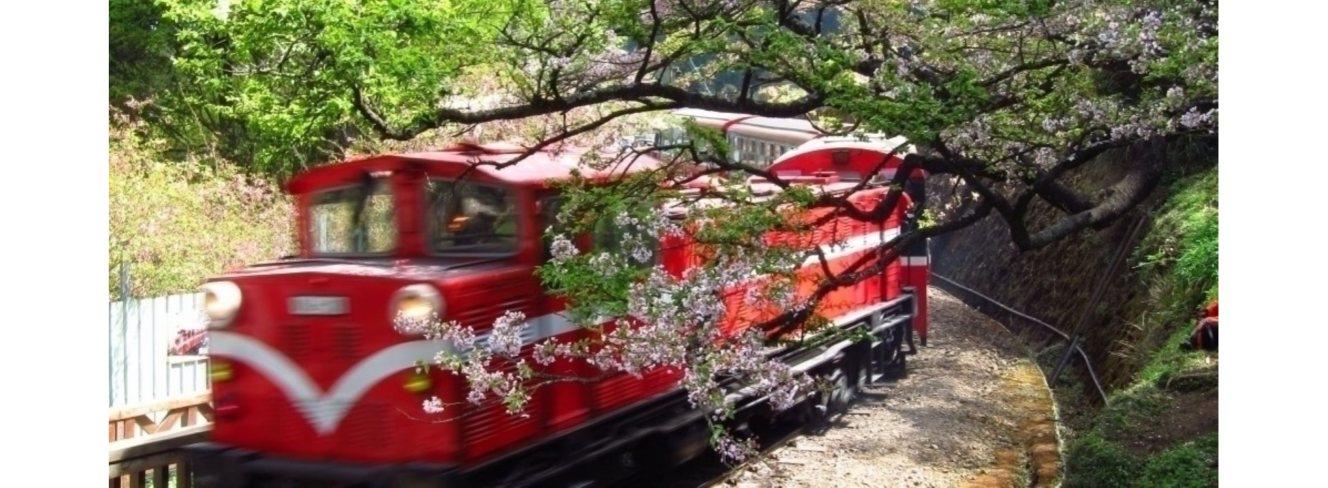 阿里山 一日遊.jpg 阿里山 一日遊.jpg