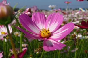 新社花海 新社花海